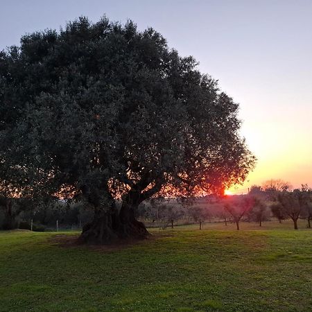 Agriturismo Il Vecchio Olivo Castagneto Carducci Exterior foto